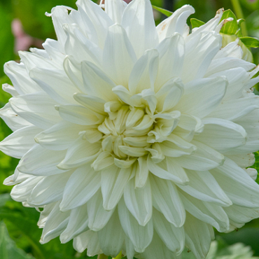 X 10 DAHLIA BULL'S PRIDE I