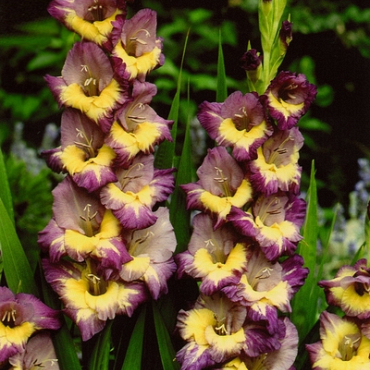 X 100 GLADIOLUS DYNAMITE 12/14