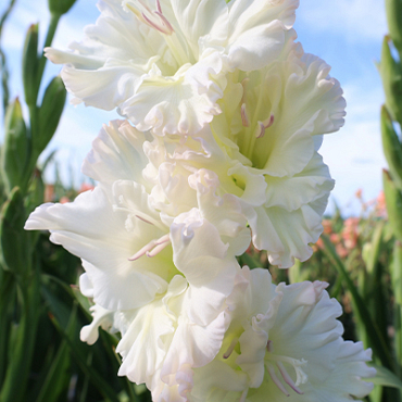 X 100 GLADIOLUS IVORY PERFECTION 8/10