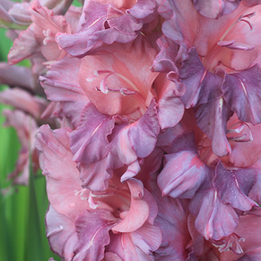 X 100 GLADIOLUS RUSTY CHESTNUT 12/14