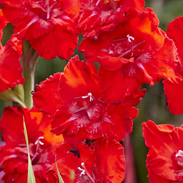 X 100 GLADIOLUS TANGO PASSION 12/14