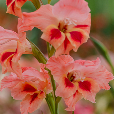 X 100 GLADIOLUS NATHALIE 8/9