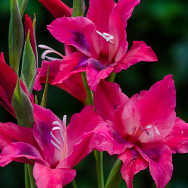 X 100 GLADIOLUS VULCANO 8/9