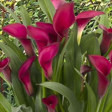 X 25 ZANTEDESCHIA CALLAFORNIA RED 14/16