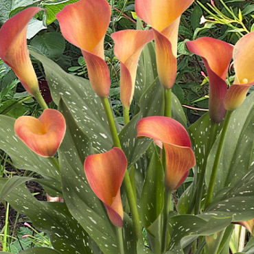 X 25 ZANTEDESCHIA MORNING SUN 14/16