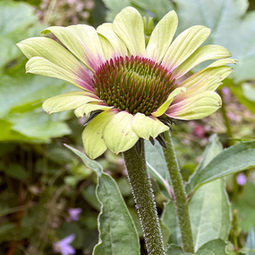 X 25 ECHINACEA GREEN TWISTER I