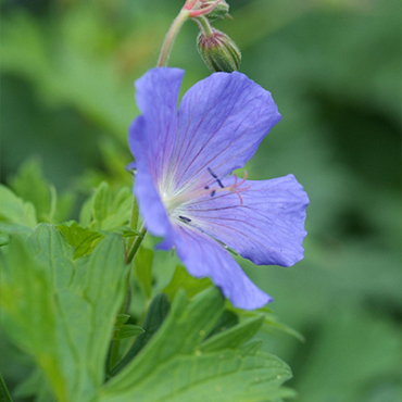 X 25 GERANIUM JOHNSON'S BLUE I