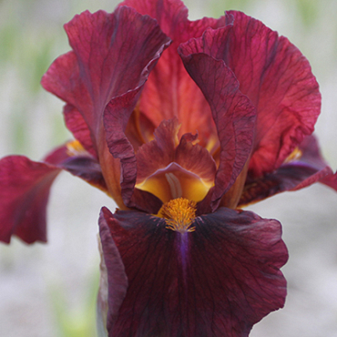 X 25 IRIS GERMANICA RED ZINGER I