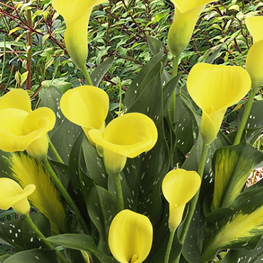 X 25 ZANTEDESCHIA GOLD LABEL 14/16