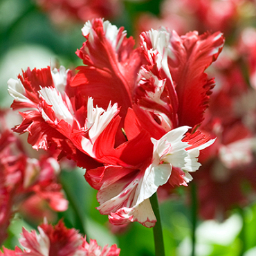 X 100 TULIPA ESTELLA RIJNVELD 10/11