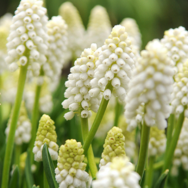 X 100 MUSCARI AUCHERI WHITE MAGIC 8/9