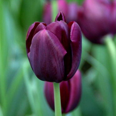 X 100 TULIPA BLACK JACK 10/11