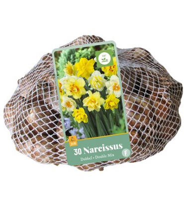 X   30 NARCISSUS DUBBEL MIX 10/12