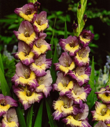 X 100 GLADIOLUS DYNAMITE 12/14