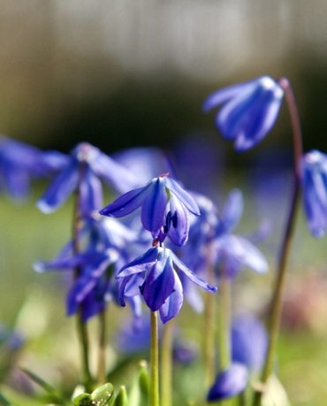 X 100 SCILLA SIBERICA 7/8