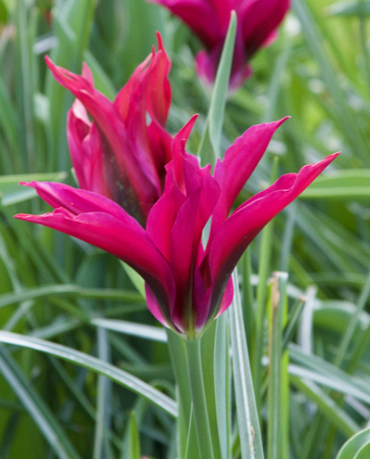 X 100 TULIPA PURPLE DANCE 11/12