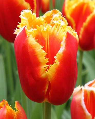 X 100 TULIPA DAVENPORT 11/12