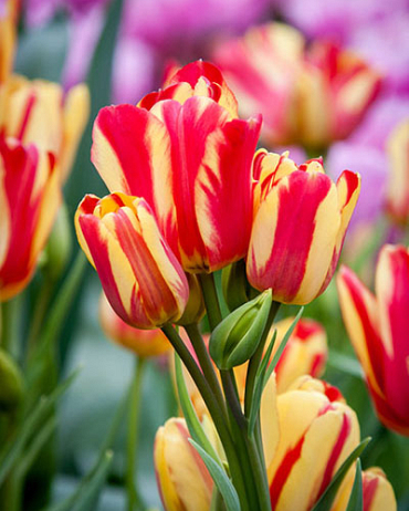 X 100 TULIPA WONDER CLUB 11/12