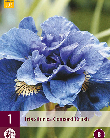 X 1 IRIS SIBIRICA CONCORD CRUSH I