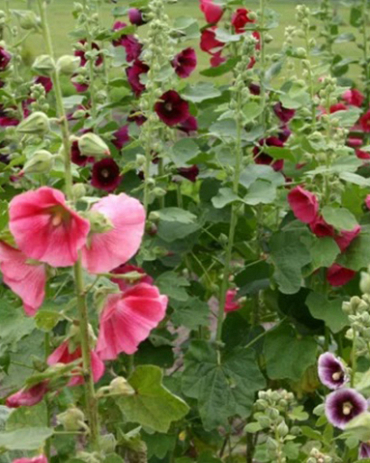 X 25 ALCEA ROSEA MIX I