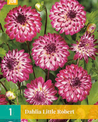 X 1 DAHLIA LITTLE ROBERT I