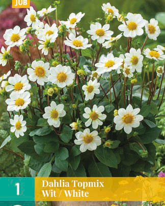 X 1 DAHLIA TOPMIX WIT I