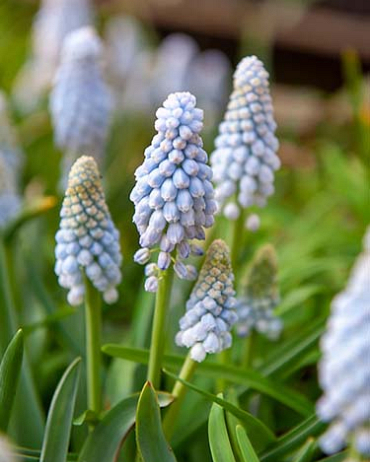 X 100 MUSCARI BABYS BREATH 7/8