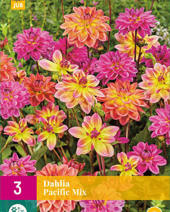 X 3 DAHLIA PACIFIC MIX I