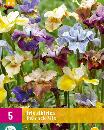 X 5 IRIS SIBIRICA PEACOCK MIX I