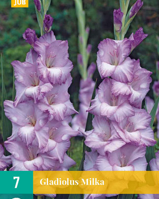 X   7 GLADIOLUS MILKA 12/14