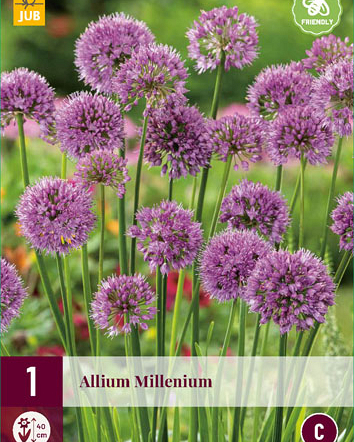 X 1 ALLIUM MILLENIUM I