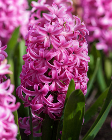 X   50 HYACINTHUS PINK PEARL 16/17