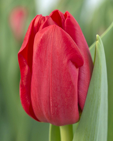 X 100 TULIPA HEARTBREAKER 11/12