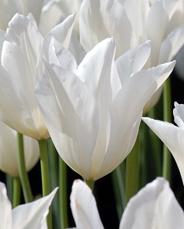 X 100 TULIPA WHITE TRIUMPHATOR 10/11