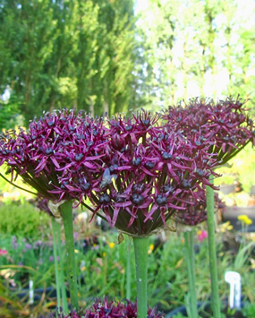 X 100 ALLIUM ATROPURPUREUM 8/10