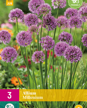 X 3 ALLIUM MILLENIUM I