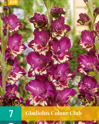 X   7 GLADIOLUS COLOUR CLUB 12/14