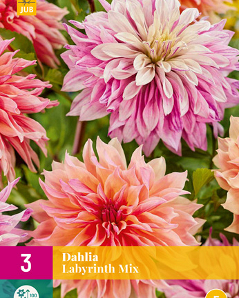 X 3 DAHLIA LABYRINTH MIX I