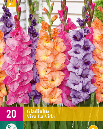 X 20 GLADIOLUS VIVA LA VIDA 12/14