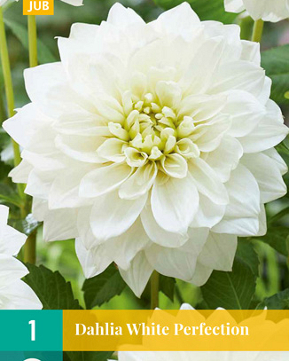 X 1 DAHLIA WHITE PERFECTION I