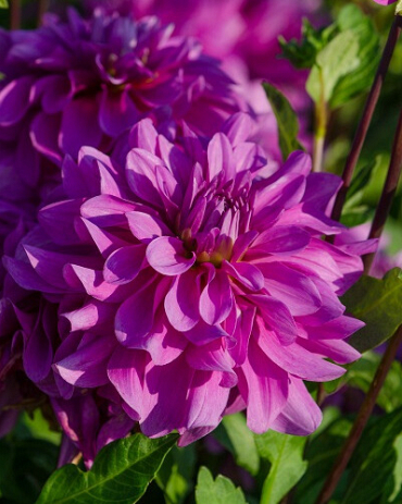 X 10 DAHLIA BLUETIFUL I