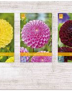 X  75 DAHLIA POMPON I