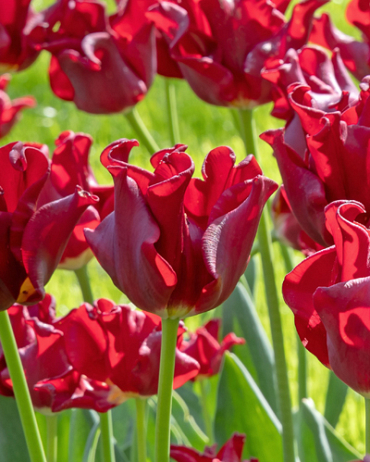 X 100 TULIPA RED DRESS 11/12