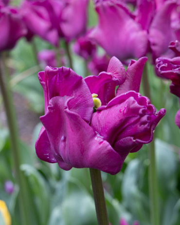 X 100 TULIPA CROWN OF NEGRITA 11/12