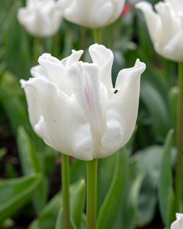 X 100 TULIPA WHITE LIBERSTAR 11/12