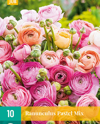 X 10 RANUNCULUS PASTEL MIX 6/7