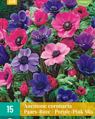 X 15 ANEMONE CORONARIA PAARS-ROZE MIX 5/6