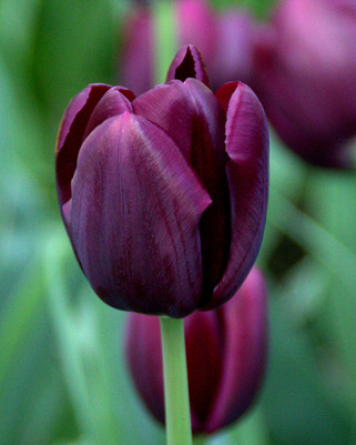 X 100 TULIPA BLACK JACK 10/11