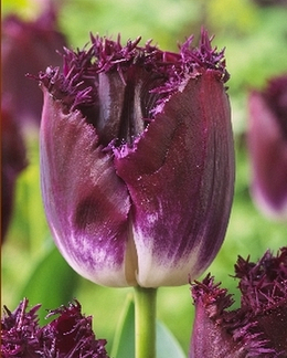 X 100 TULIPA PURPLE CRYSTAL 10/11