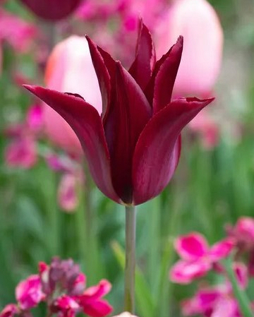 X 100 TULIPA SARAH RAVEN 11/12